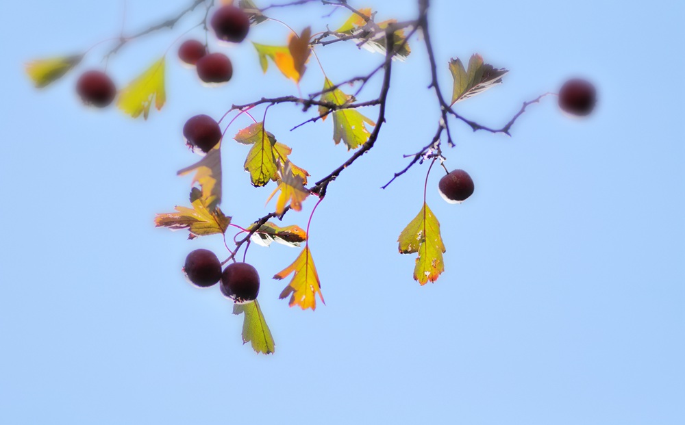 DSC_0238_.jpg