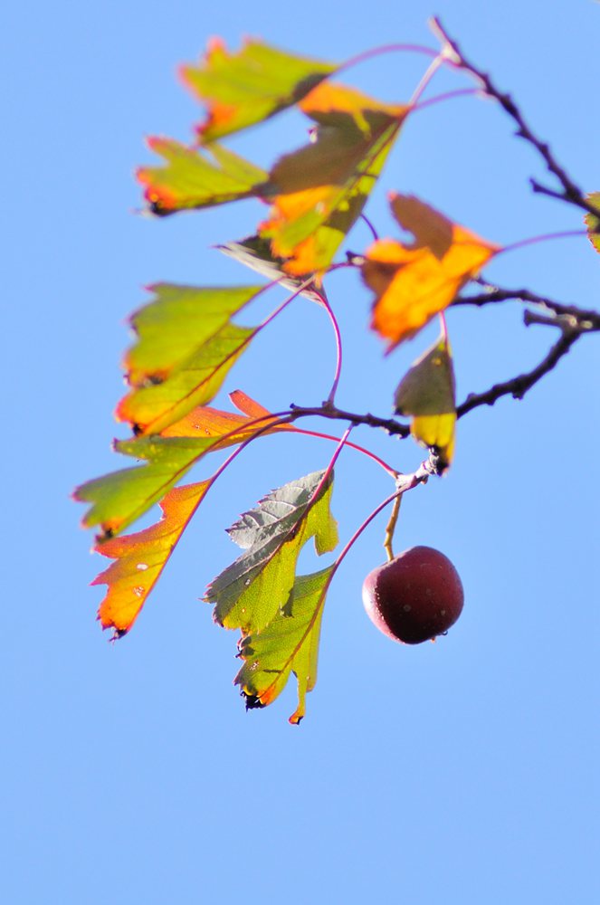 DSC_0242_.jpg