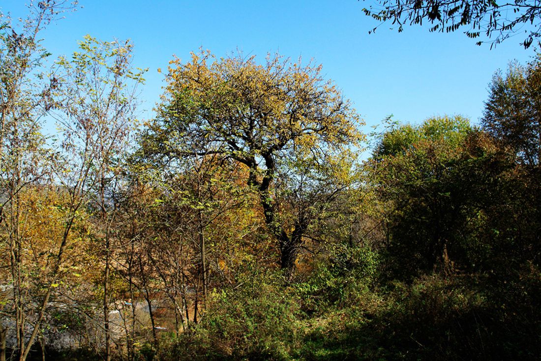 DSC09502___.jpg