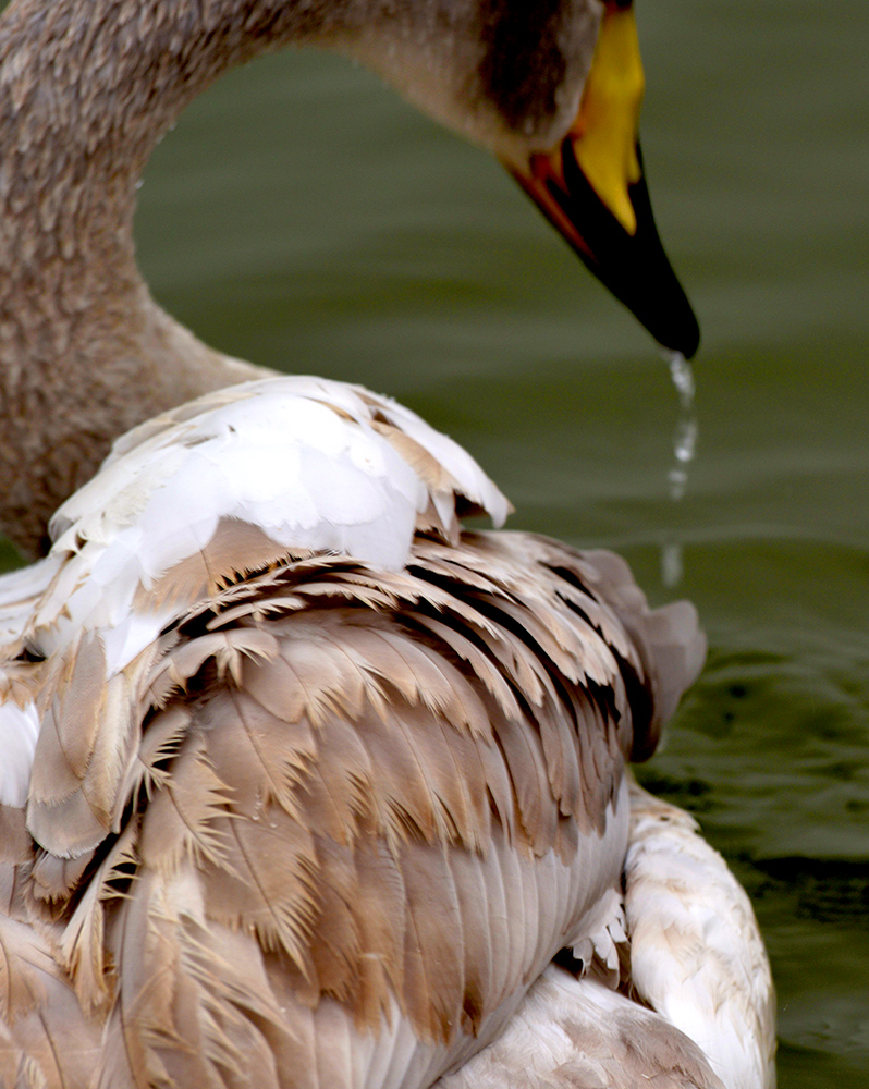 DSC_5315.JPG