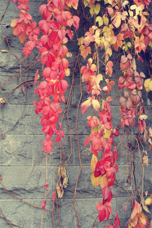 dsc00987_.jpg