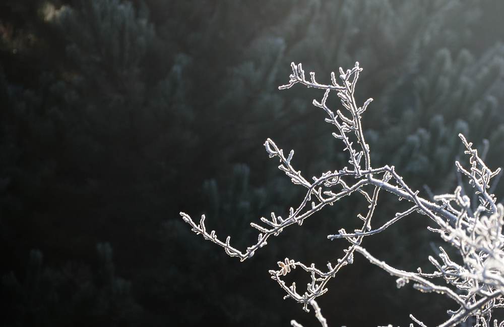 DSC_0233_.jpg