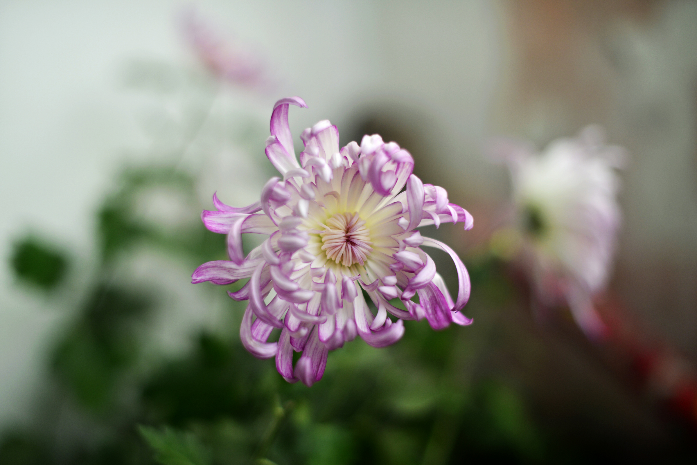 n_DSC8517.jpg