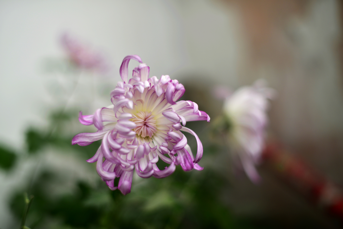 _DSC8518.jpg