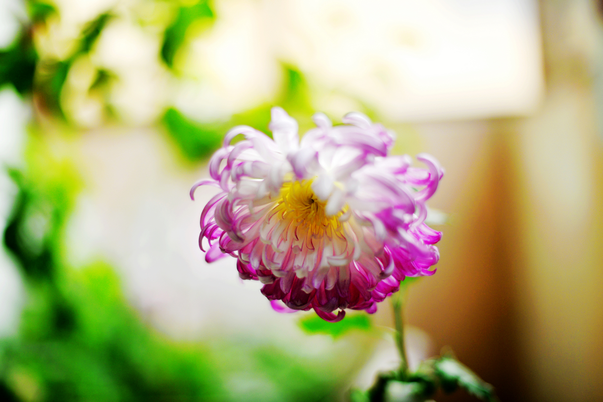 _DSC8523.jpg