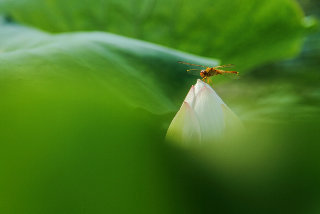 _MG_9006.jpg