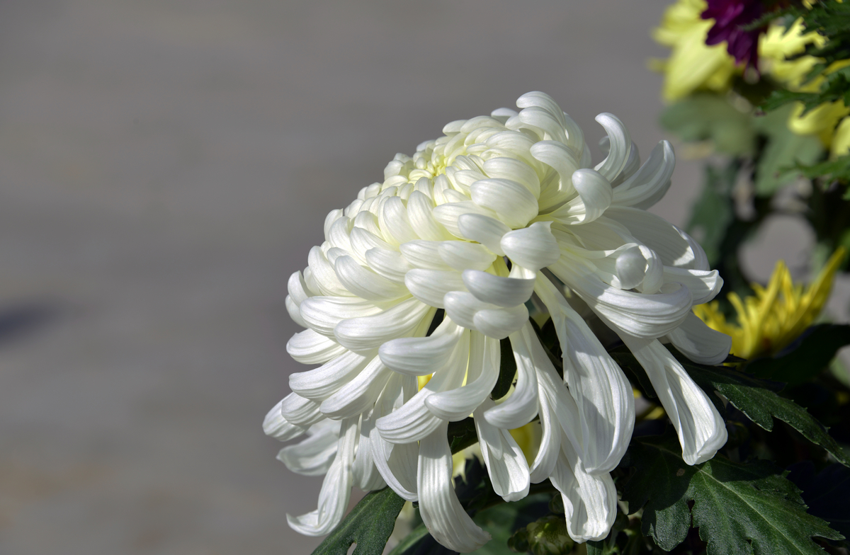nEO_IMG__DSC6004.jpg