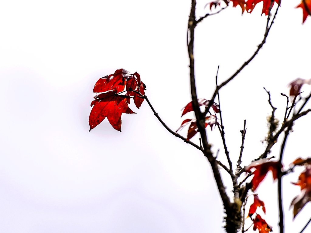 _DSC6032.jpg