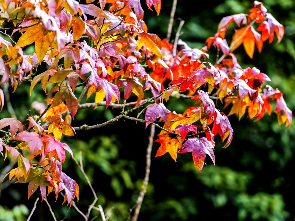 _DSC6036.jpg