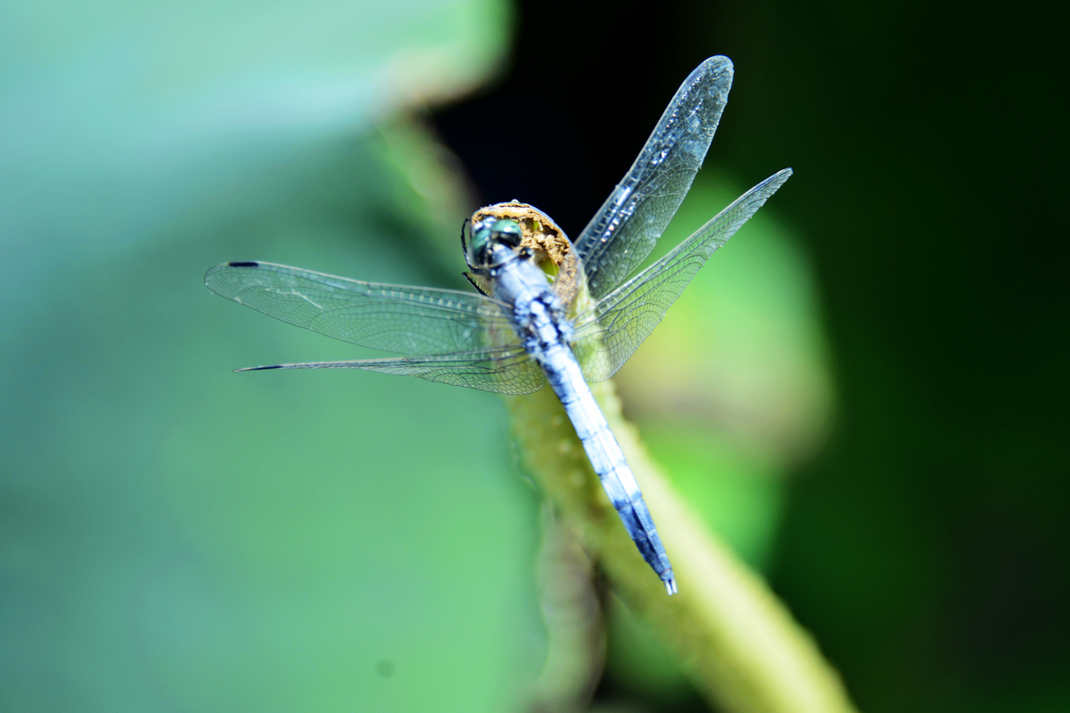 nEO_IMG__DSC7447.jpg