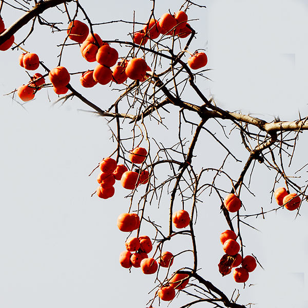 2014119a 08512.jpg