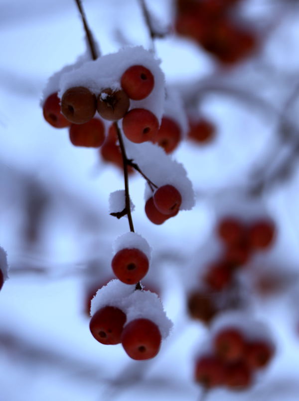 _DSC0022.jpg