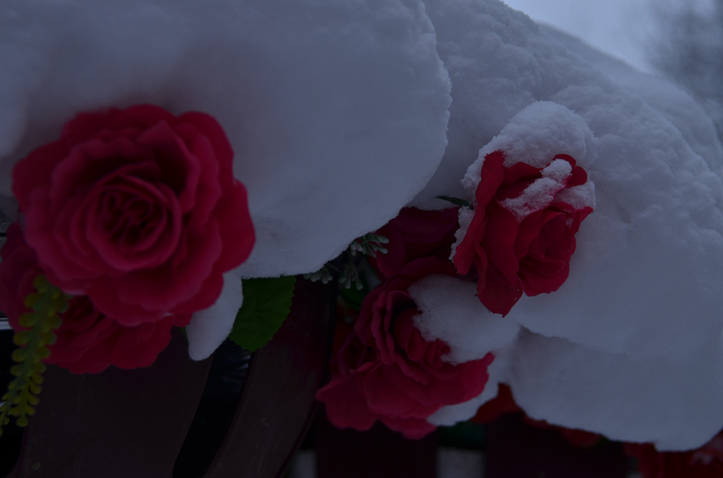 DSC_0224.JPG