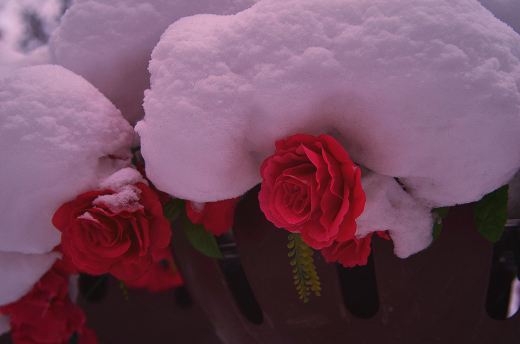 DSC_0226.JPG