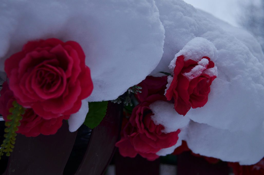 DSC_0224.JPG