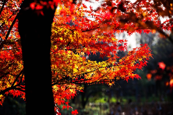 DSC_7216.jpg