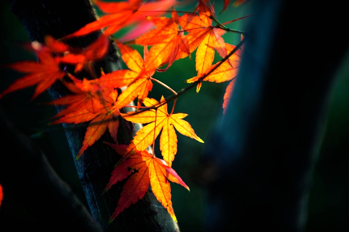 DSC_7236.jpg