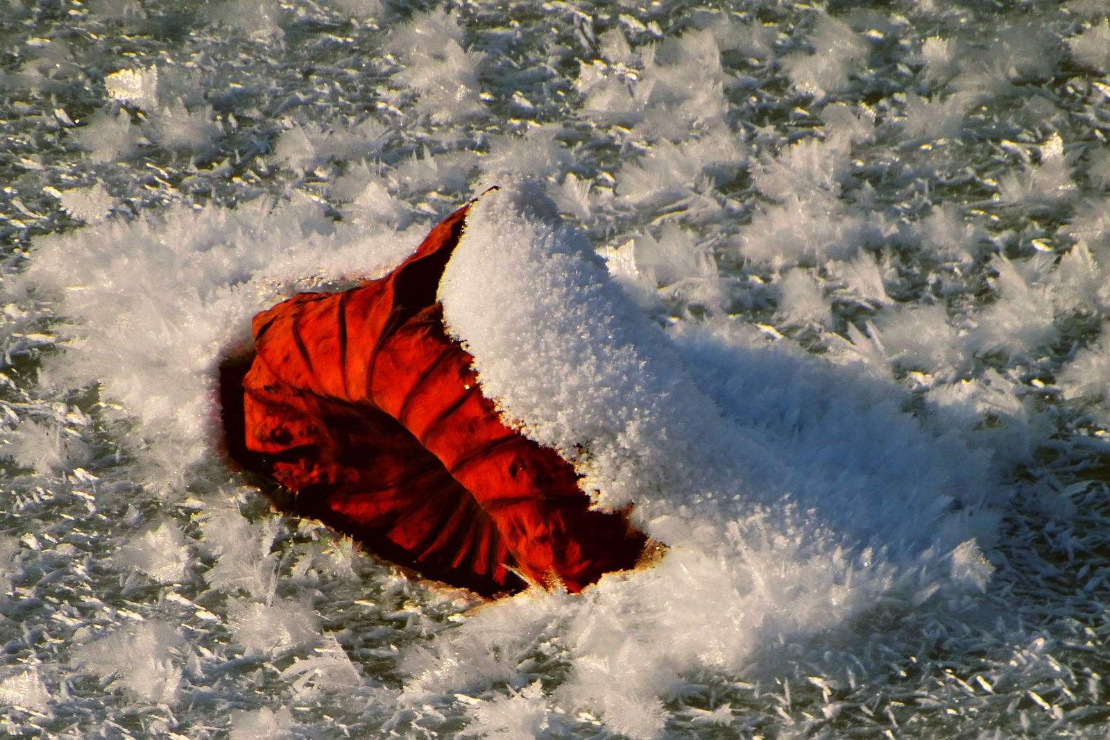 nEO_IMG_DSC05458.jpg