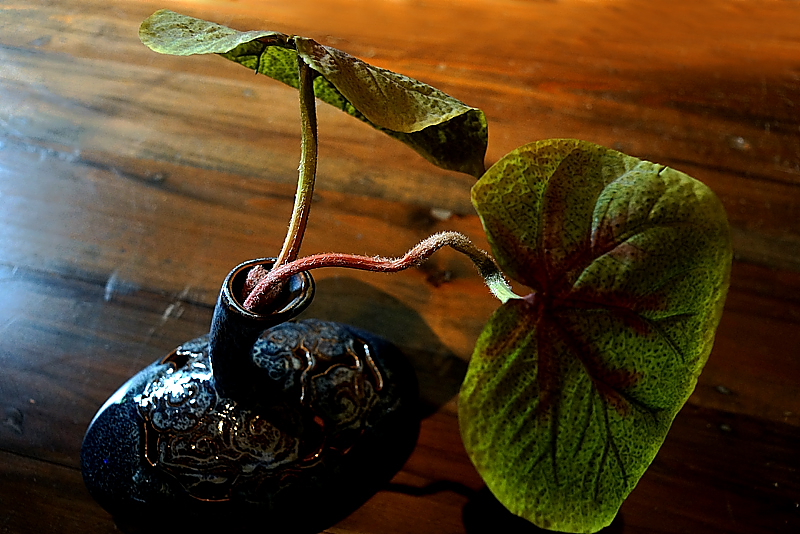 DSC09711.jpgСƬ.jpg