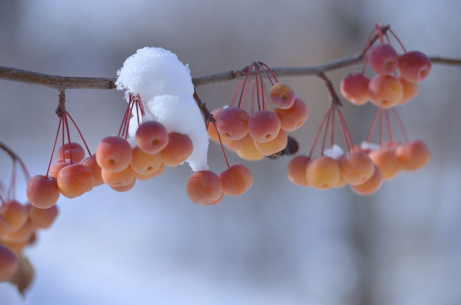 ѩ֮