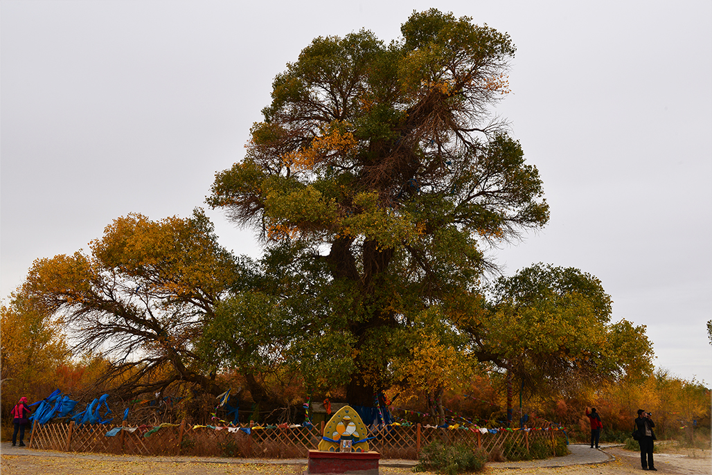 DSC_0445.JPG