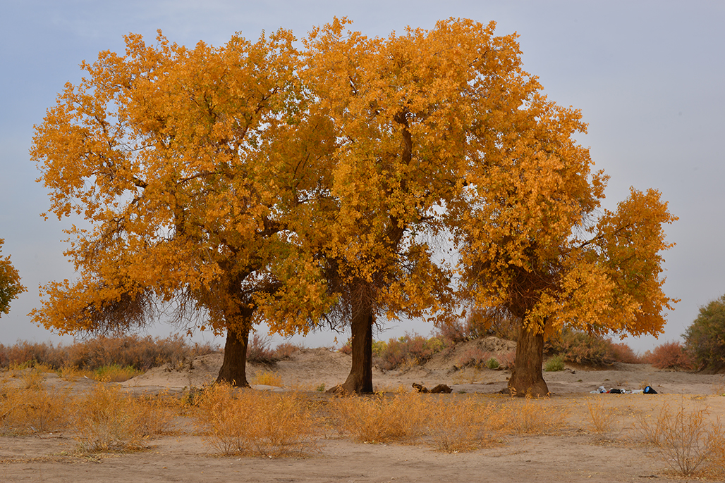 DSC_0400.JPG