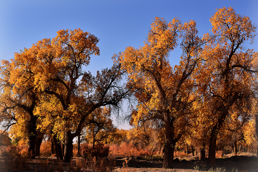 DSC_0572-1.jpg