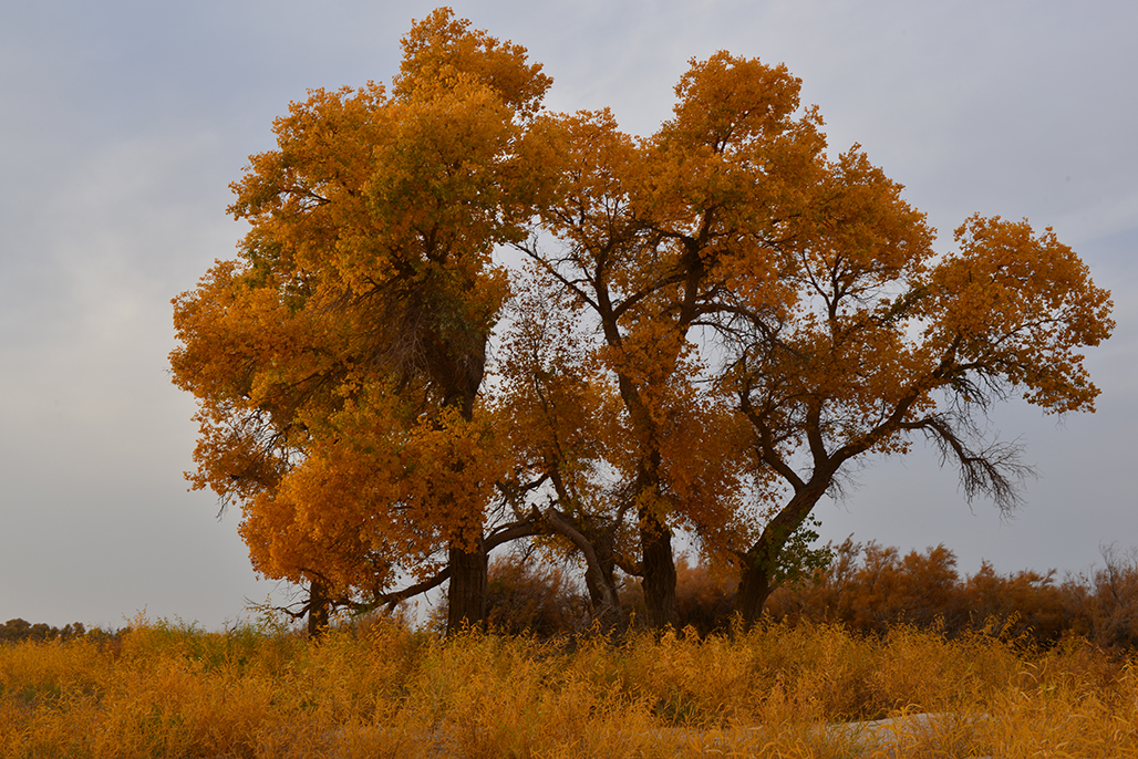 DSC_0399.JPG
