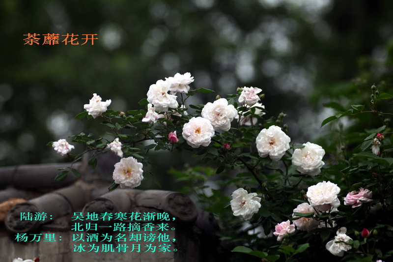 Ƭ 27001.jpg