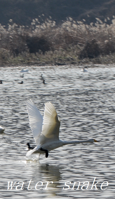 DSC_3940.jpg