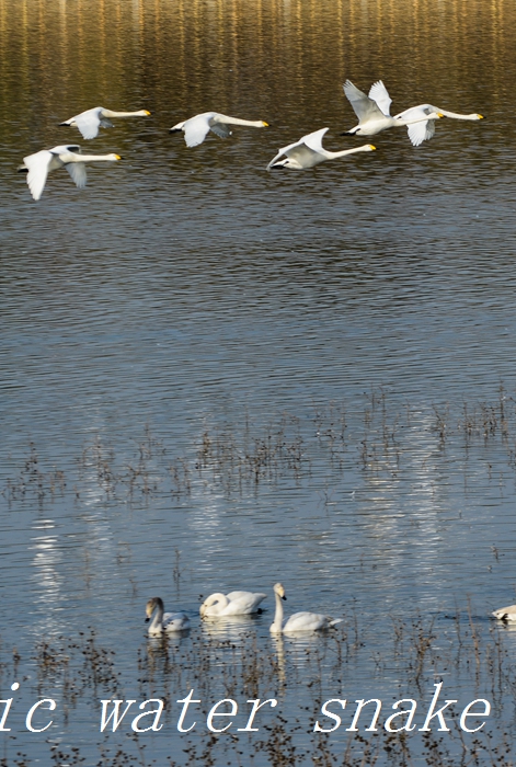 DSC_4087.jpg