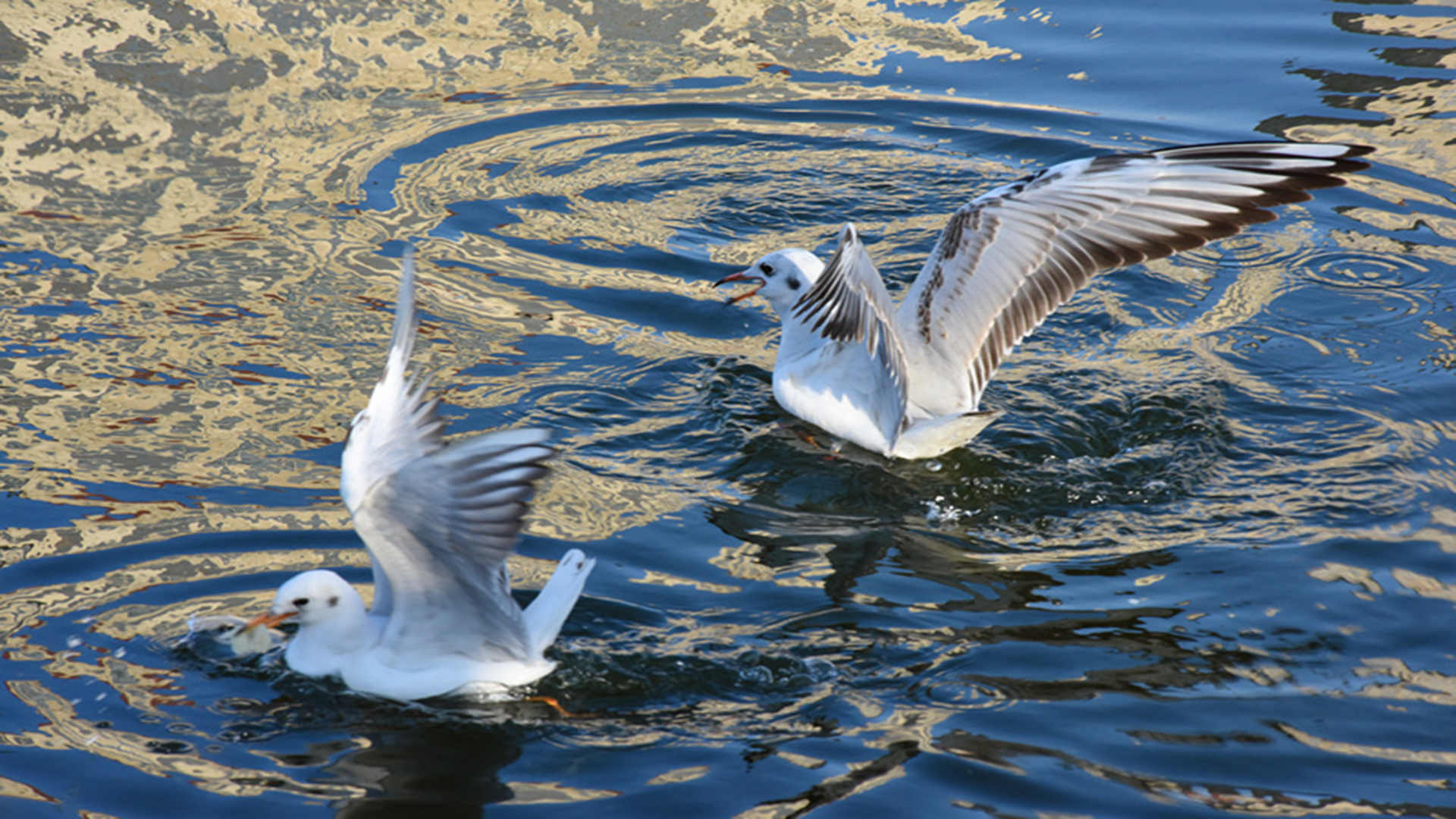 DSC_2652__.jpg