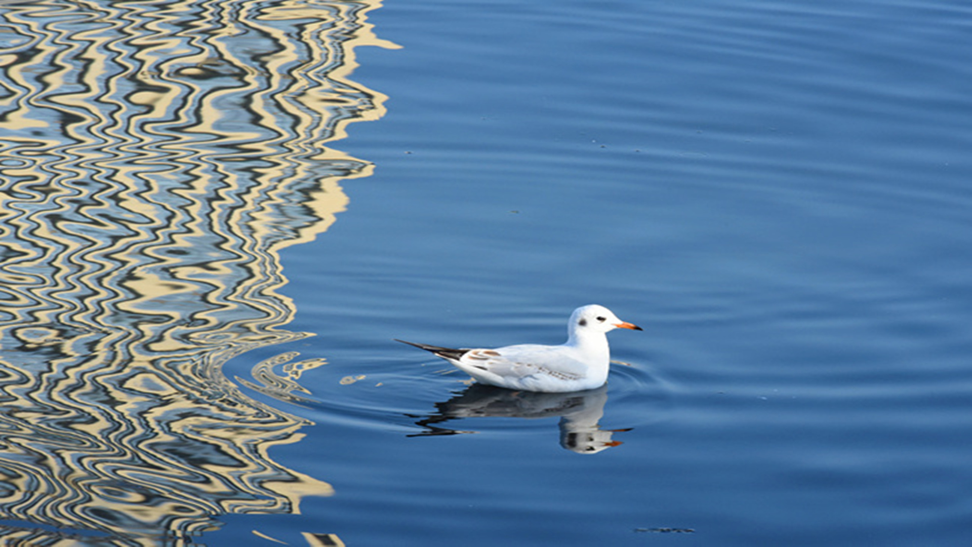 DSC_2718__.jpg