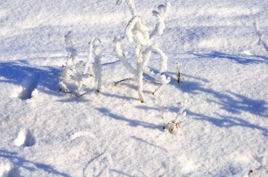 _DSC0010.jpg