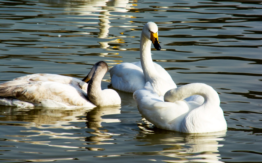 DSC_0050.jpg