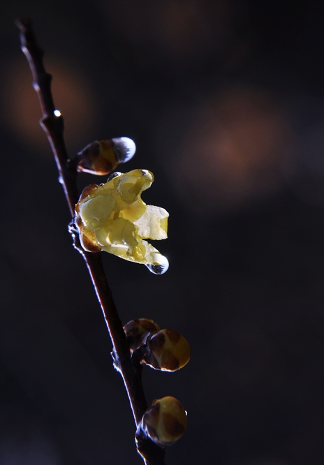 DSC_0042.JPG