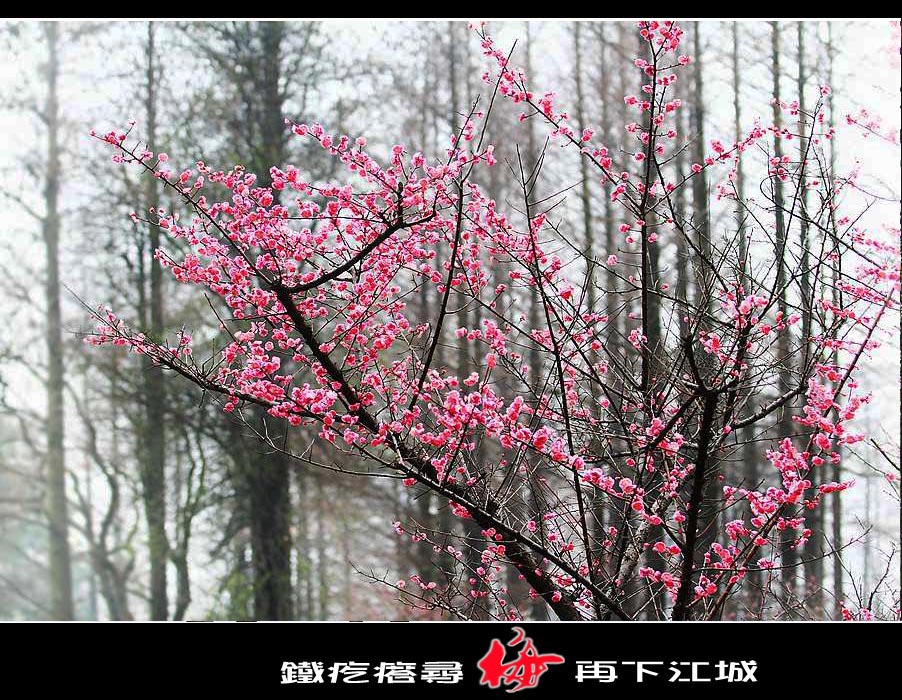 ޱ-2_conew19.jpg