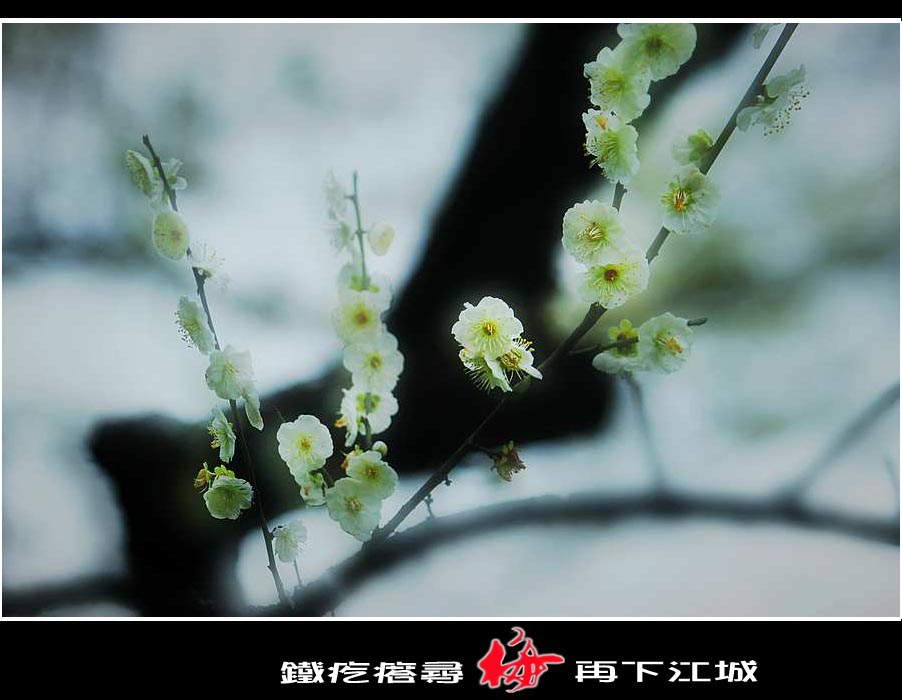 ޱ-2_conew6.jpg