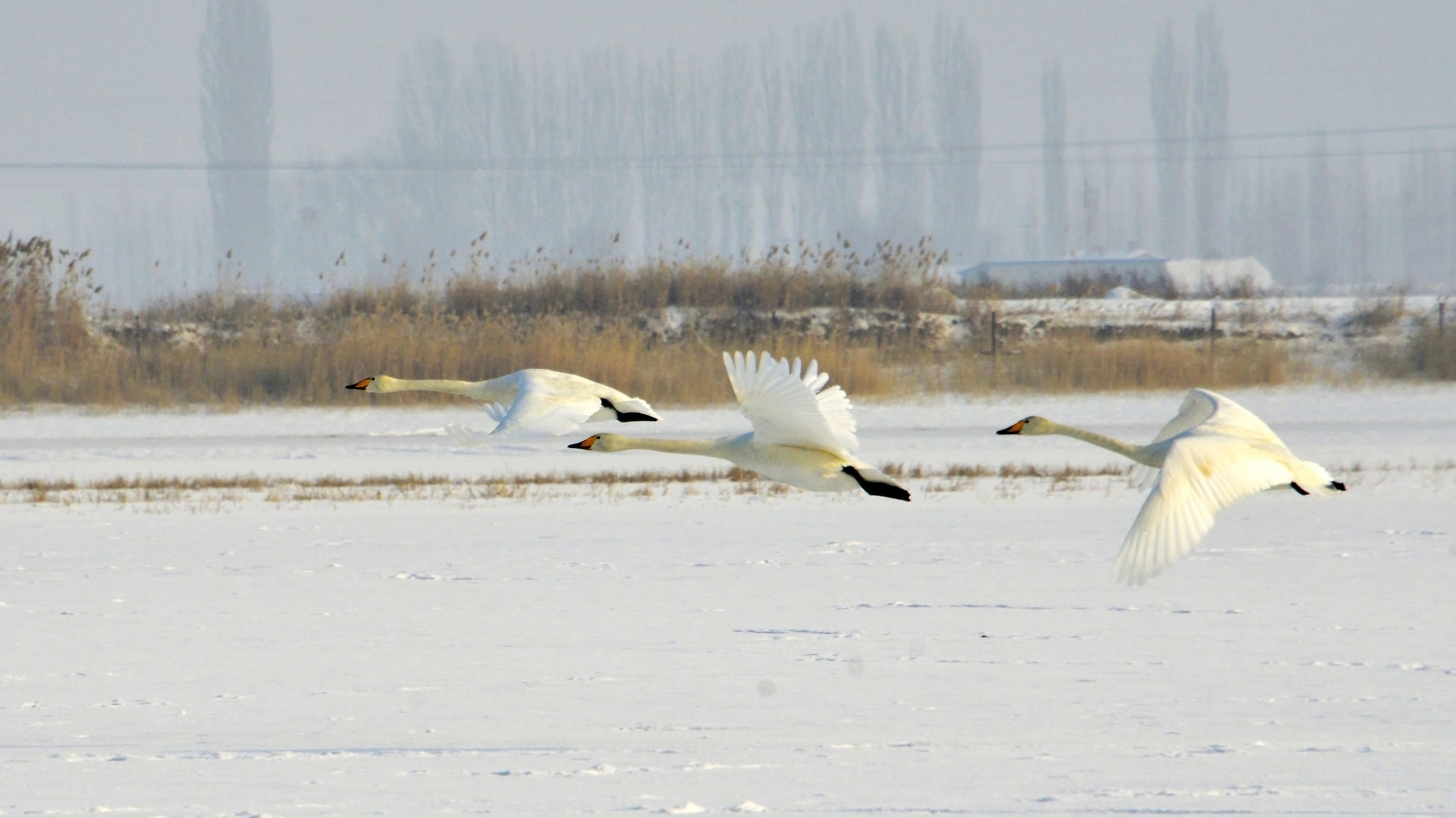 nEO_IMG__DSC0158.jpg