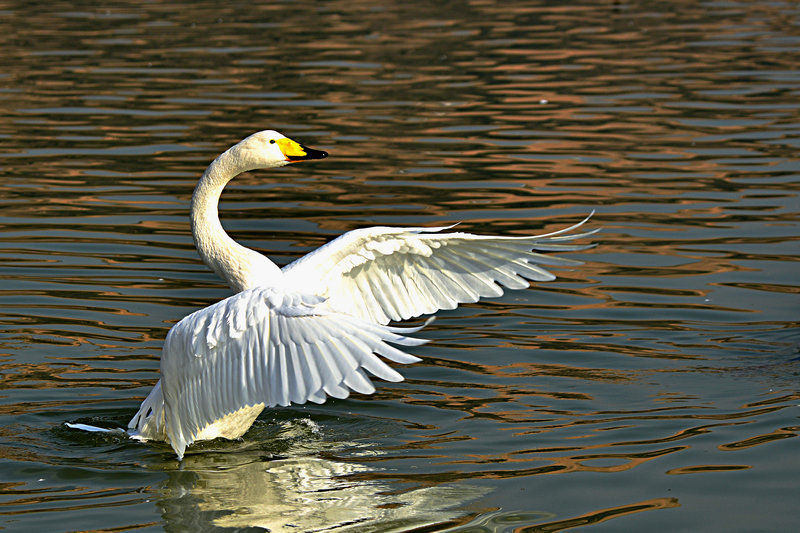 DSC_9949.jpg