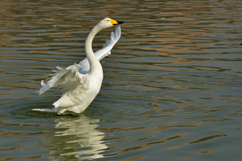 DSC_9950_.jpg