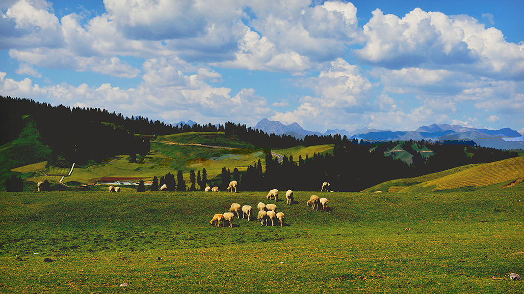 DSC_7296-1.jpg