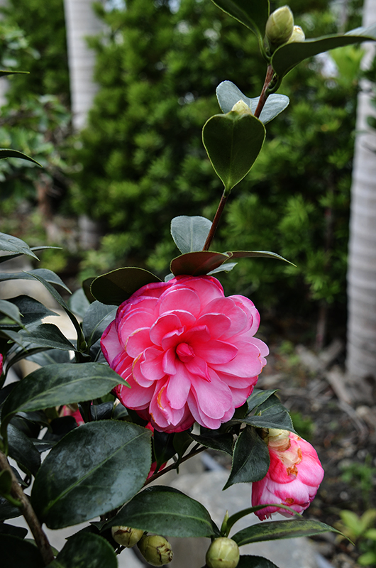 20141213̨ a7331.jpg