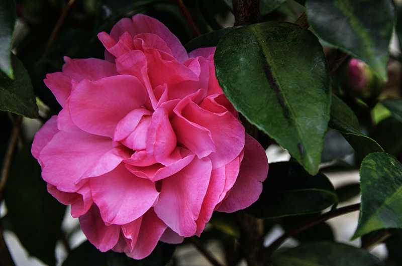 20141213̨ a7341.jpg