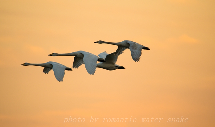 DSC_4353.jpg