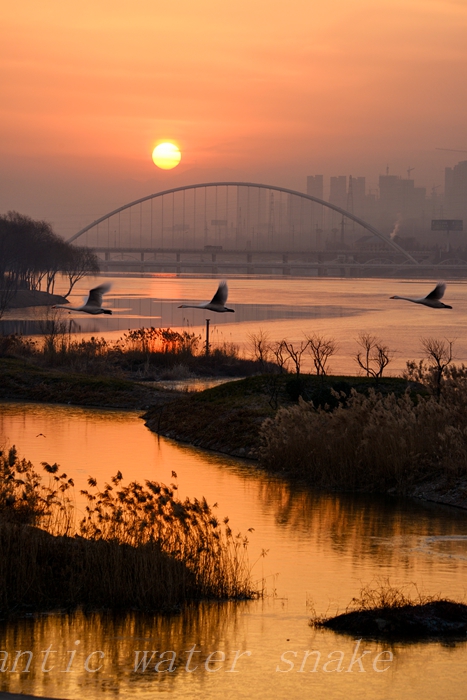 DSC_4475-1.jpg