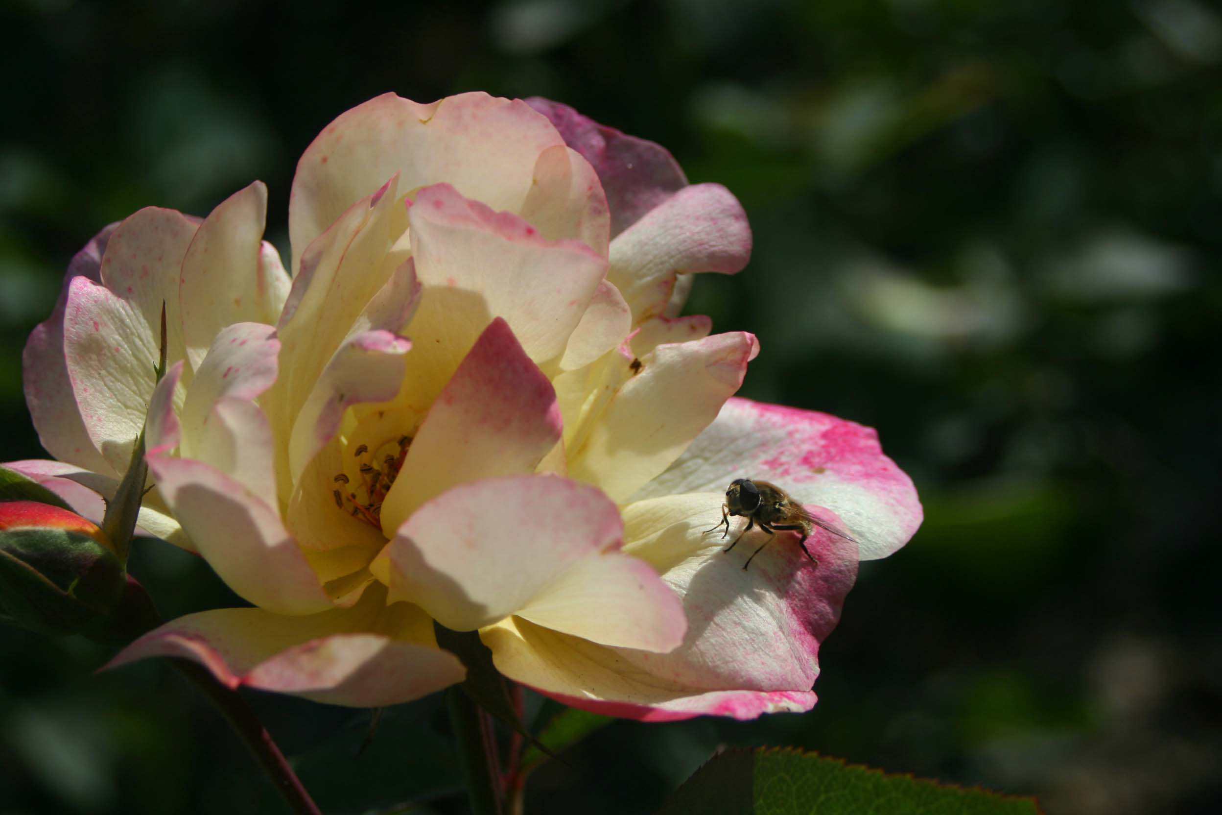 IMG_0871 _.jpg