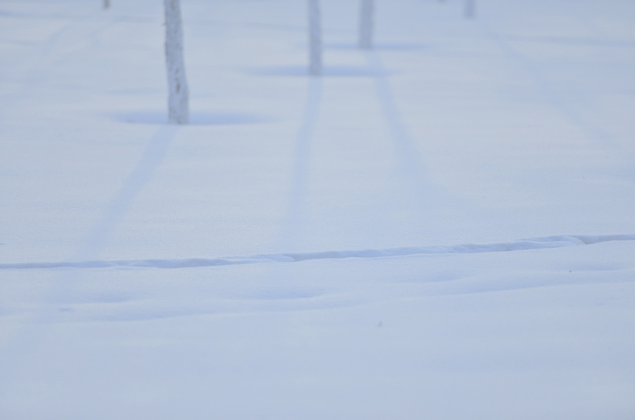 _DSC0317.jpg