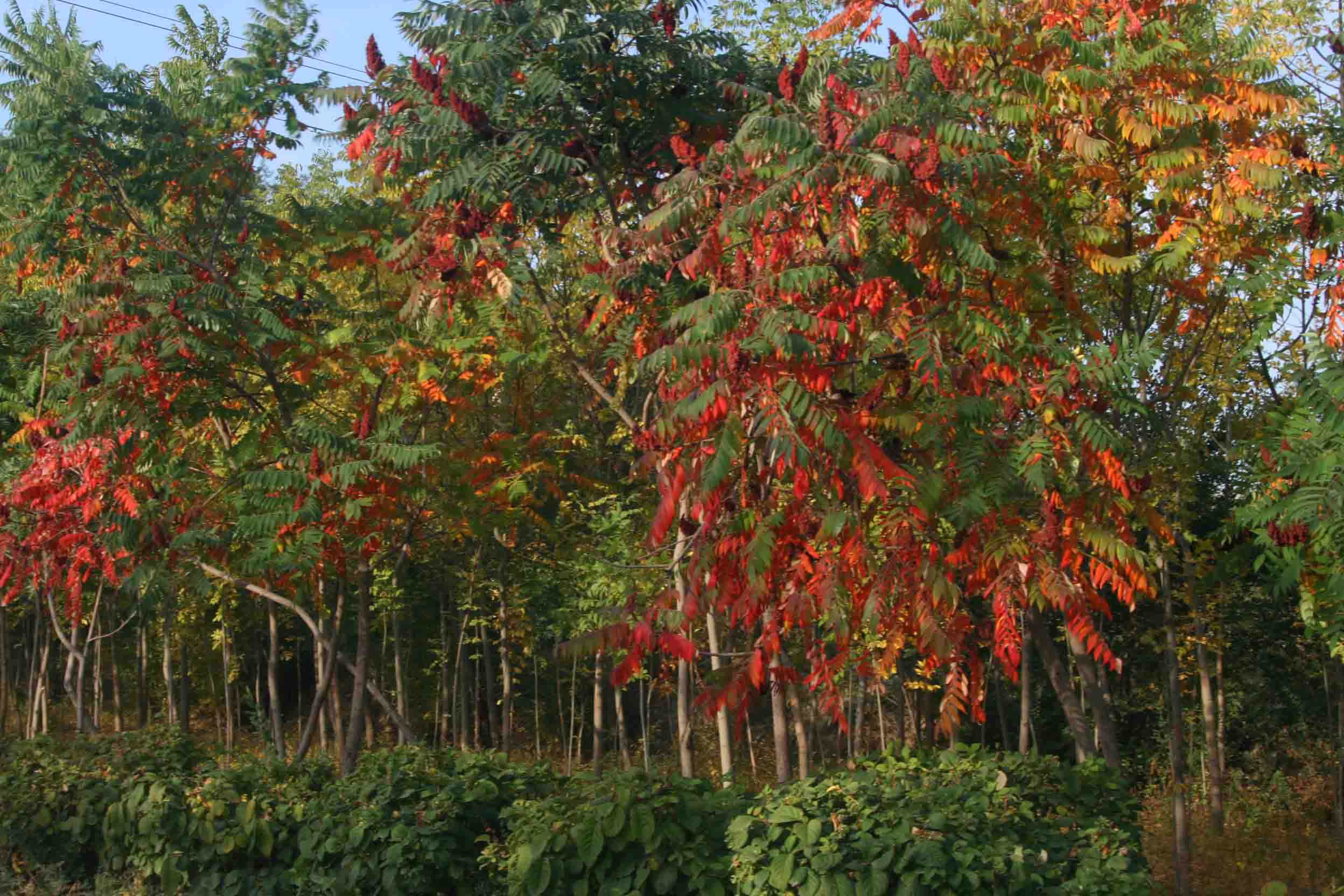 IMG_0928 _.jpg