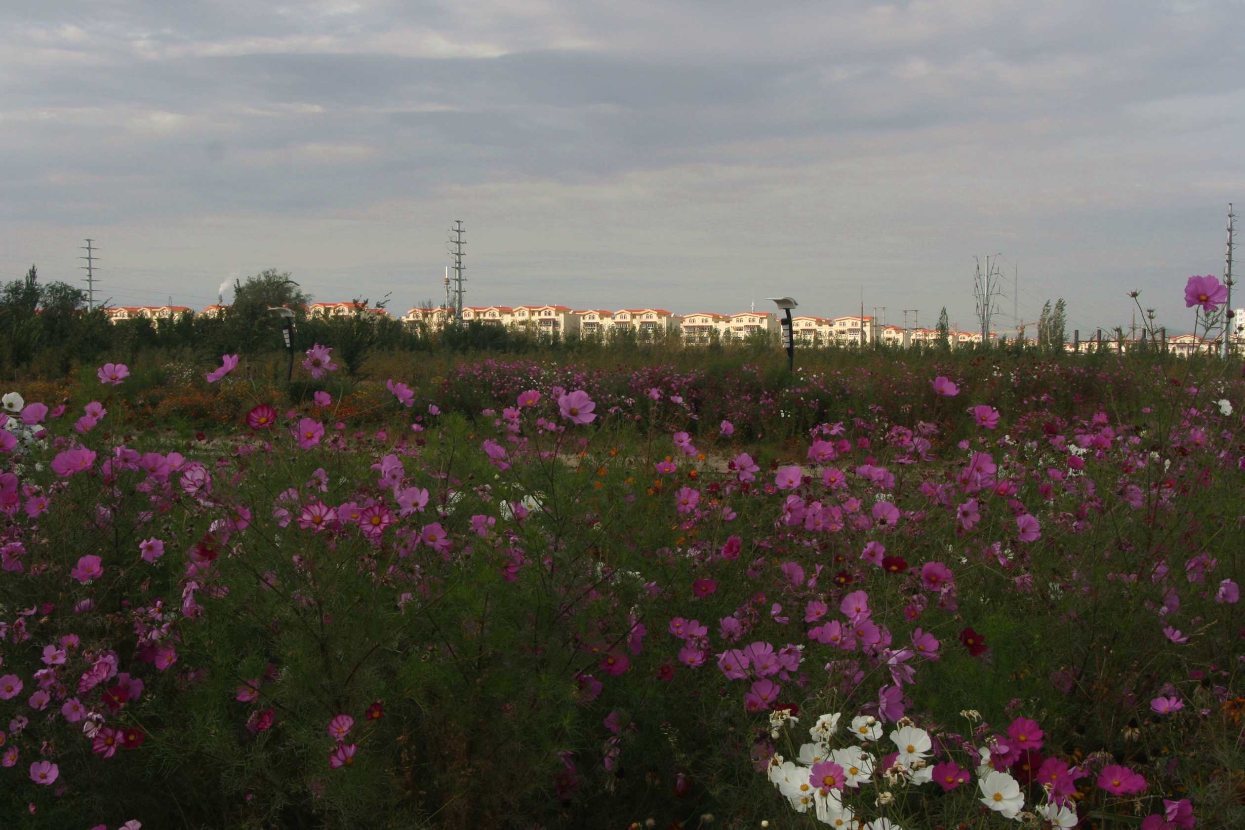 IMG_1107_.jpg